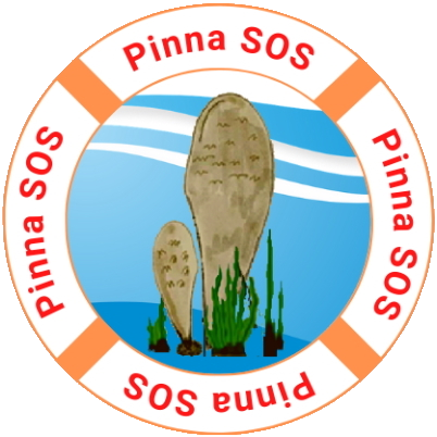 Pinna nobilis